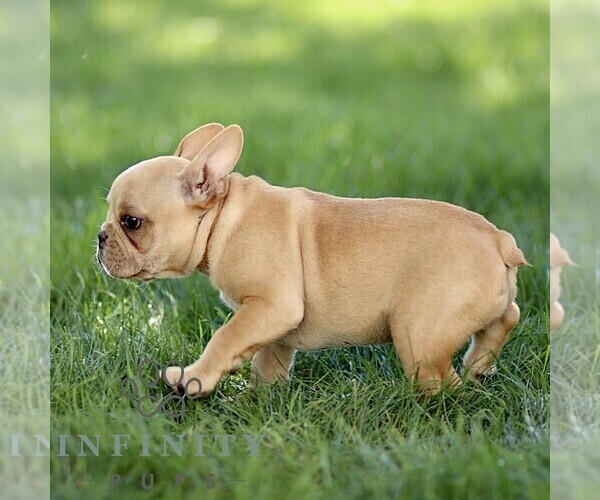 Medium Photo #3 French Bulldog Puppy For Sale in RONKS, PA, USA