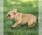 Small #2 French Bulldog
