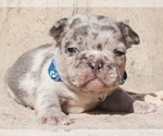 Puppy 5 French Bulldog