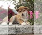 Small #6 Shiba Inu