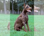 Small #15 Doberman Pinscher