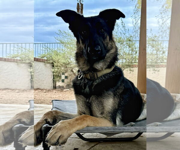 Medium Photo #2 German Shepherd Dog-Unknown Mix Puppy For Sale in Chandler, AZ, USA