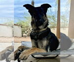 Small #1 German Shepherd Dog Mix