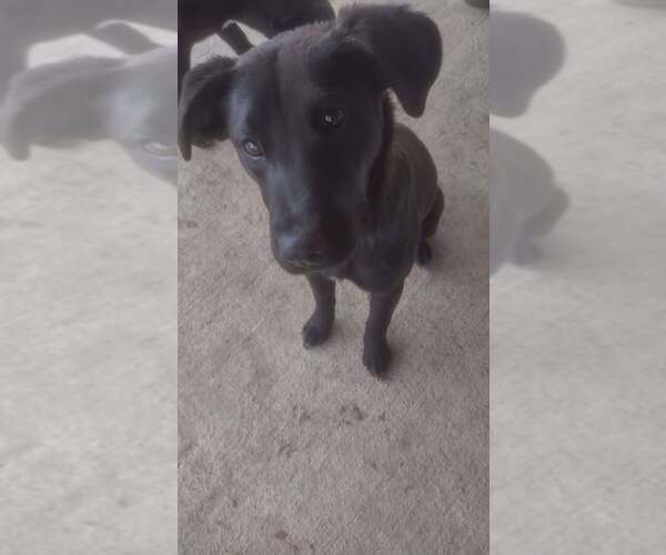 Medium Photo #2 Labrador Retriever-Unknown Mix Puppy For Sale in Holly Springs, NC, USA