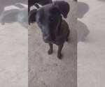 Small #1 Labrador Retriever Mix