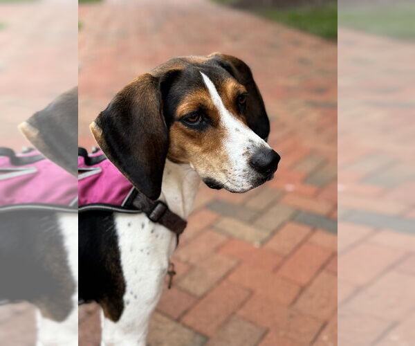 Medium Photo #8 Mutt Puppy For Sale in Greenbelt, MD, USA