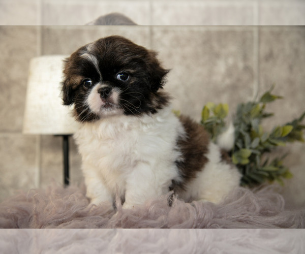 Medium Photo #2 Shih Tzu Puppy For Sale in CLARE, MI, USA