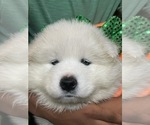 Small Photo #8 Samoyed Puppy For Sale in STATEN ISLAND, NY, USA