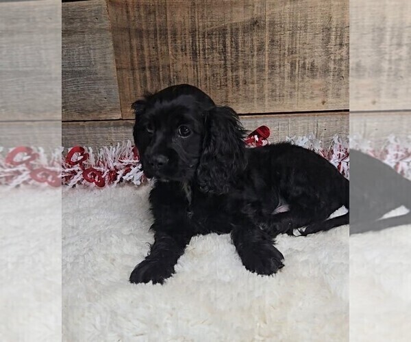 Medium Photo #4 Cockalier Puppy For Sale in JASONVILLE, IN, USA