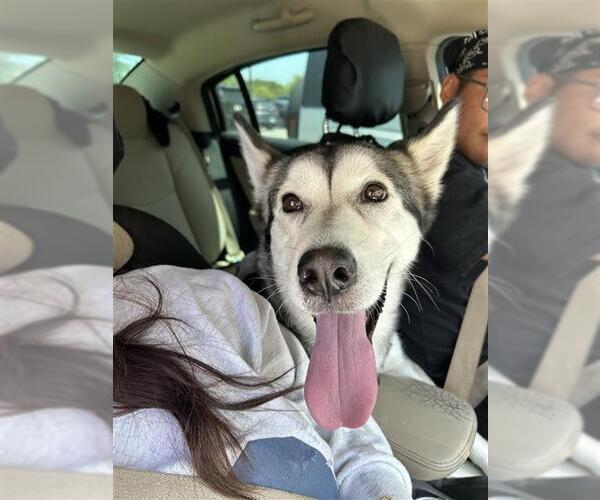 Medium Photo #1 Siberian Husky Puppy For Sale in San Antonio, TX, USA