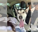 Small Siberian Husky