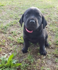 Labrador Retriever Puppy for sale in DANVILLE, GA, USA