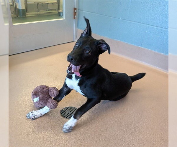 Medium Photo #2 Lab-Pointer Puppy For Sale in Plano, TX, USA