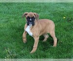 Small Boxer