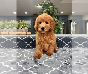 Goldendoodle (Miniature) Puppy for sale in GREENFIELD, IN, USA
