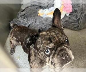 French Bulldog Dogs for adoption in Orange, CA, USA