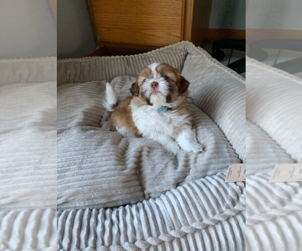 Medium Photo #1 Shih Tzu Puppy For Sale in BRISTOL, IN, USA