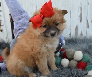Pomimo Puppy for sale in HONEY BROOK, PA, USA