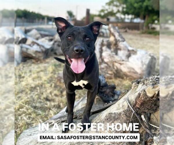 Medium Photo #2 Mutt Puppy For Sale in Modesto, CA, USA