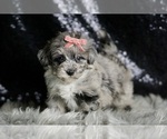Small Photo #31 Maltipoo Puppy For Sale in WARSAW, IN, USA