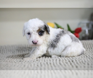 Miniature Bernedoodle-Poodle (Miniature) Mix Puppy for sale in GOSHEN, IN, USA