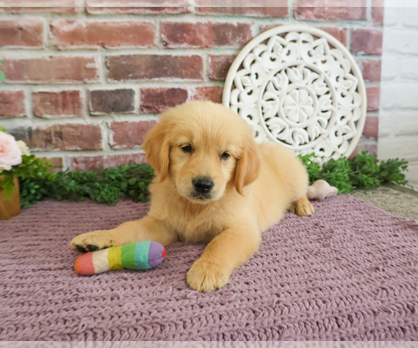 Medium Photo #3 Golden Retriever Puppy For Sale in SYRACUSE, IN, USA