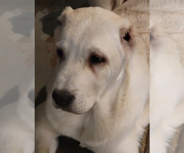 Medium Photo #2 Central Asian Shepherd Dog Puppy For Sale in CINCINNATI, OH, USA