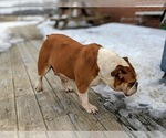 Small Photo #5 Bulldog Puppy For Sale in COCHRANVILLE, PA, USA