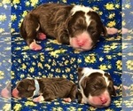Small Photo #6 Aussiedoodle Puppy For Sale in BROOKER, FL, USA