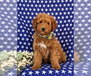 Goldendoodle (Miniature) Puppy for sale in CHRISTIANA, PA, USA
