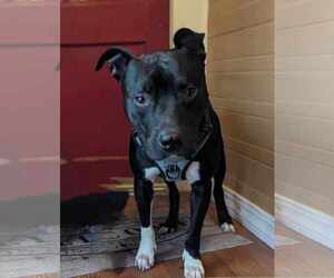 American Pit Bull Terrier-Unknown Mix Dogs for adoption in Lockport, NY, USA