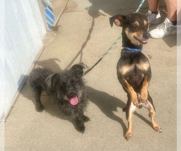 Medium Photo #12 Mutt Puppy For Sale in Newport Beach, CA, USA