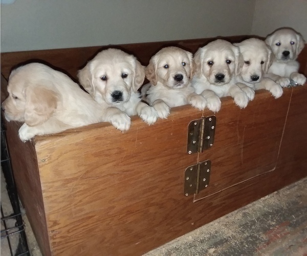 Medium Photo #9 Golden Retriever Puppy For Sale in CITRUS HEIGHTS, CA, USA