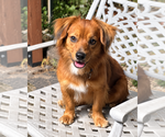 Rusty - OC - Male Dachshund-Unknown Mix Dog for Adoption - Small photo