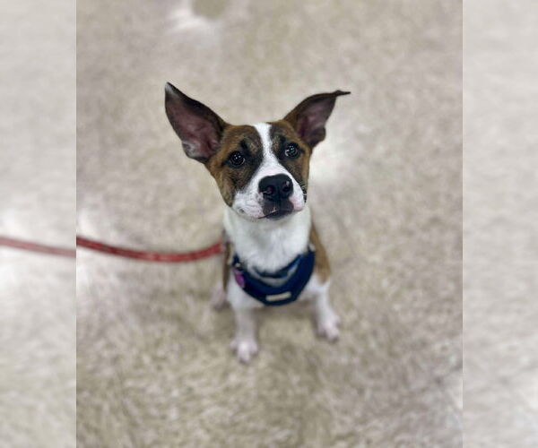 Medium Photo #2 Mutt Puppy For Sale in Minneapolis, MN, USA