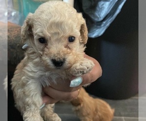 Maltese-Poodle (Standard) Mix Puppy for sale in NEW ORLEANS, LA, USA
