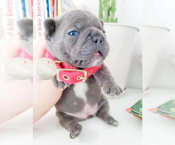 Medium Photo #12 French Bulldog Puppy For Sale in MARYSVILLE, WA, USA