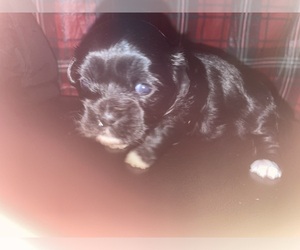 Shih Tzu Puppy for sale in WORCESTER, MA, USA