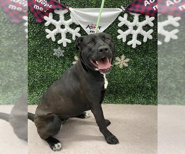 Medium Photo #1  Puppy For Sale in , 