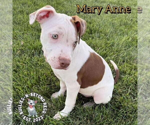 Medium Photo #8 Staffordshire Bull Terrier Puppy For Sale in Omaha, NE, USA