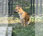 Small #2 Mutt