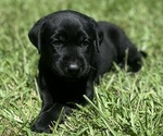 Small Labrador Retriever