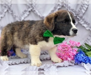 French Bulldog-Pembroke Welsh Corgi Mix Puppy for sale in LANCASTER, PA, USA