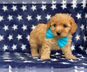 Cavapoo Puppy for sale in LANCASTER, PA, USA