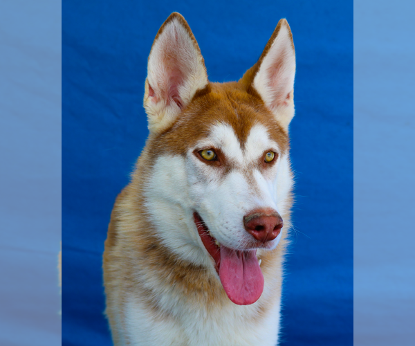 Medium Photo #2 Siberian Husky Puppy For Sale in Pasadena, CA, USA