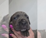 Small #14 Cane Corso