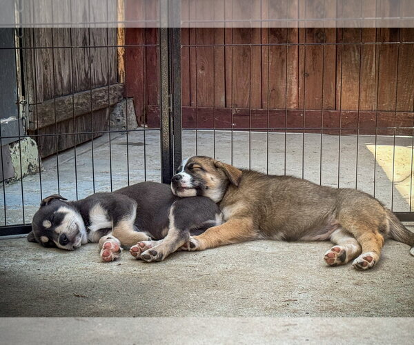 Medium Photo #5 Labrador Retriever-Unknown Mix Puppy For Sale in San Diego, CA, USA
