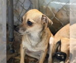 SMILEY - Female Chihuahua Dog for Adoption - Small photo