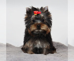 Small #3 Yorkshire Terrier