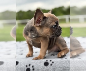 French Bulldog Puppy for sale in GREENVILLE, TX, USA